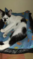 Juquinha