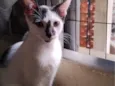 Juquinha