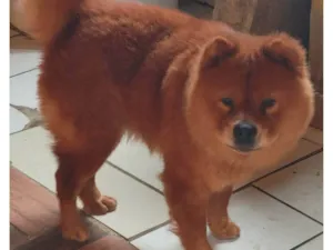 Cachorro raça Chow Chow idade 1 ano nome Silvia Roberta 