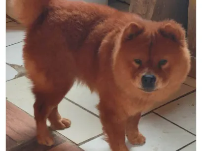 Cachorro raça Chow Chow idade 1 ano nome Silvia Roberta 