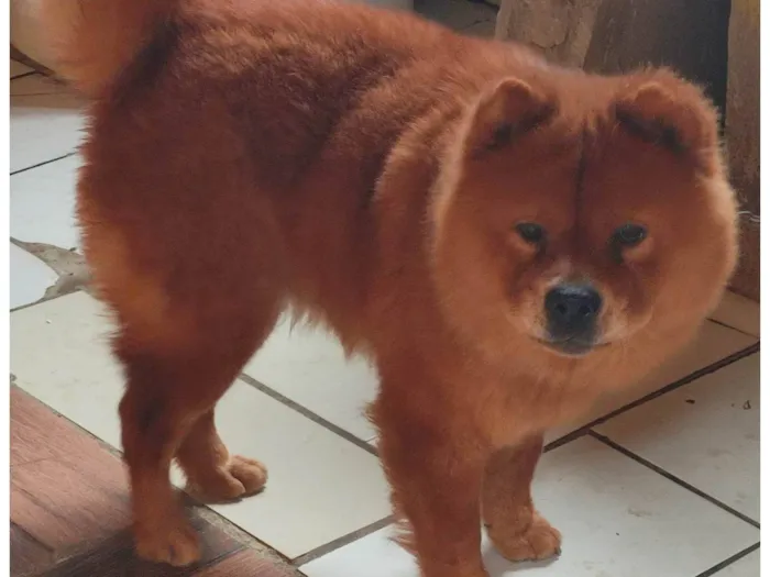 Cachorro ra a Chow Chow idade 1 ano nome Silvia Roberta 