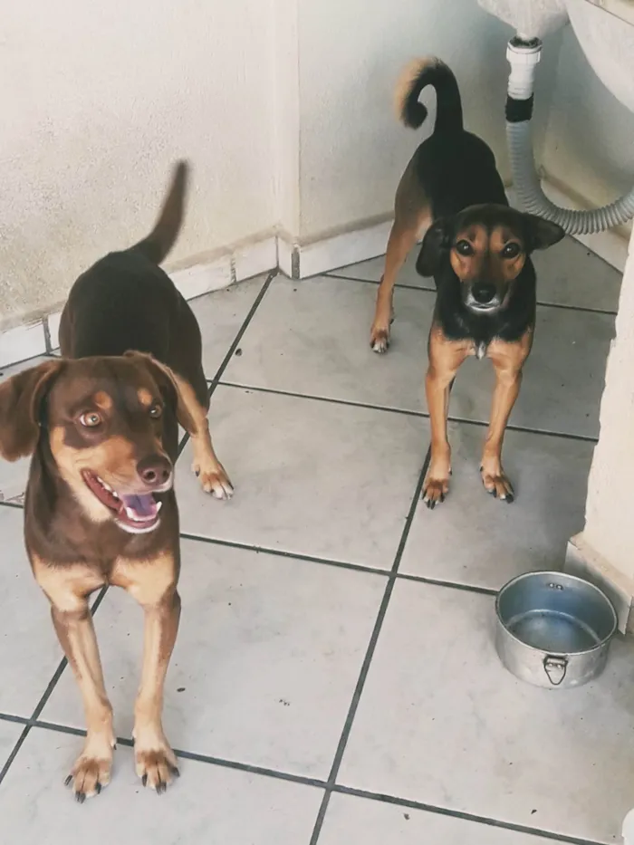 Cachorro ra a SRD-ViraLata idade 6 ou mais anos nome Sandy e juninho!