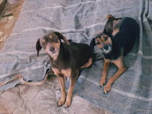 Cachorro raça SRD-ViraLata idade 6 ou mais anos nome Sandy e juninho!
