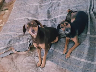 Cachorro raça SRD-ViraLata idade 6 ou mais anos nome Sandy e juninho!