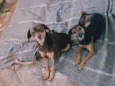 Sandy e juninho!