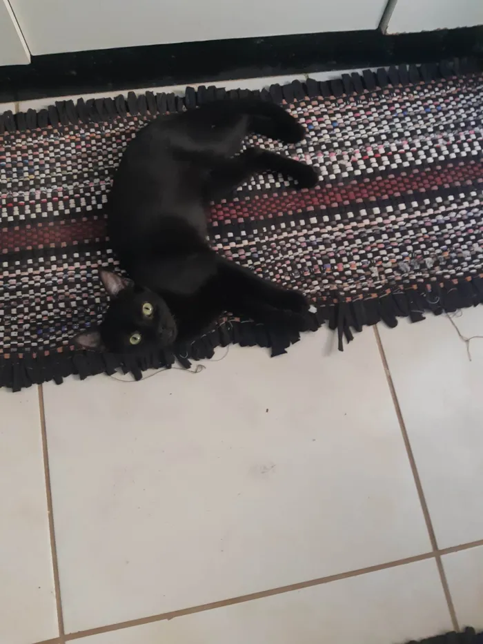 Gato ra a SRD-ViraLata idade 7 a 11 meses nome Salem 