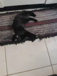 Salem