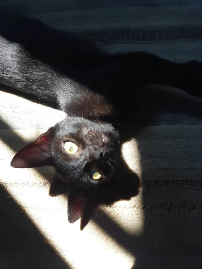 Gato ra a SRD-ViraLata idade 7 a 11 meses nome Salem 