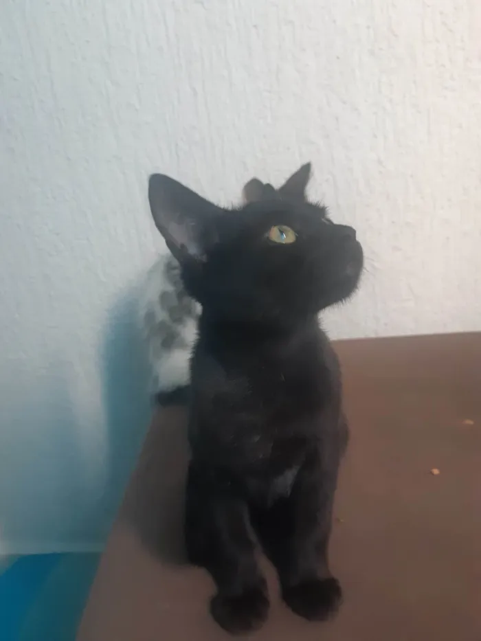Gato ra a SRD-ViraLata idade 7 a 11 meses nome Salem 
