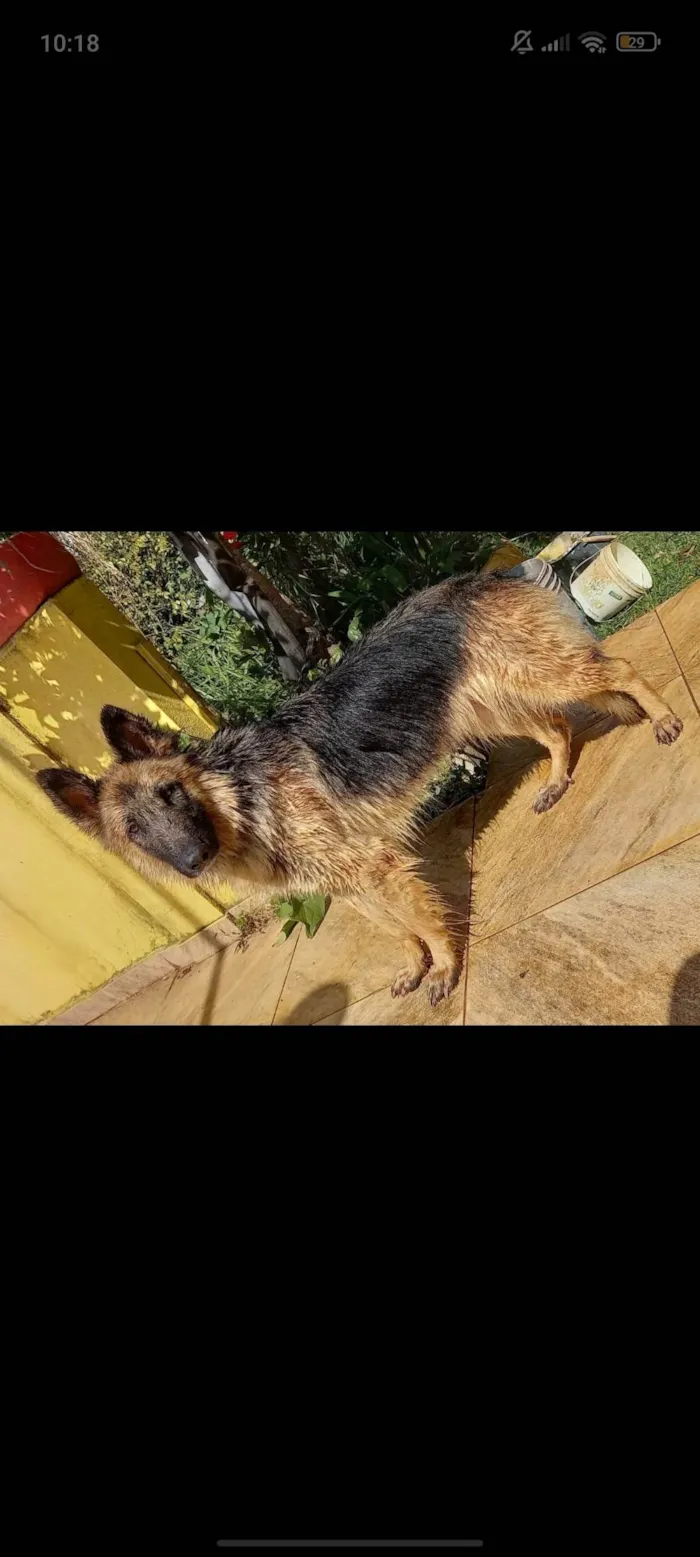 Cachorro ra a Pastor Alemão idade 4 anos nome MONICA PALACIO