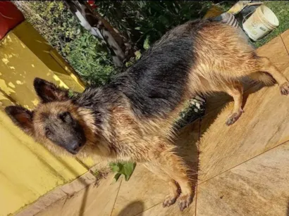 Cachorro raça Pastor Alemão idade 4 anos nome MONICA PALACIO