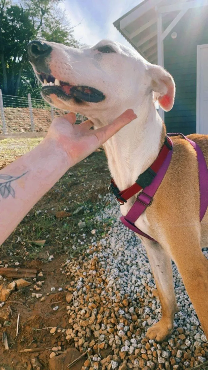 Cachorro ra a SRD-ViraLata idade 1 ano nome Guerreiro
