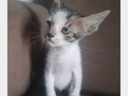 Gato raça SRD-ViraLata idade Abaixo de 2 meses nome gato