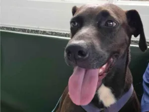 Cachorro raça SRD-ViraLata idade 2 anos nome Nega Maria Rubinete