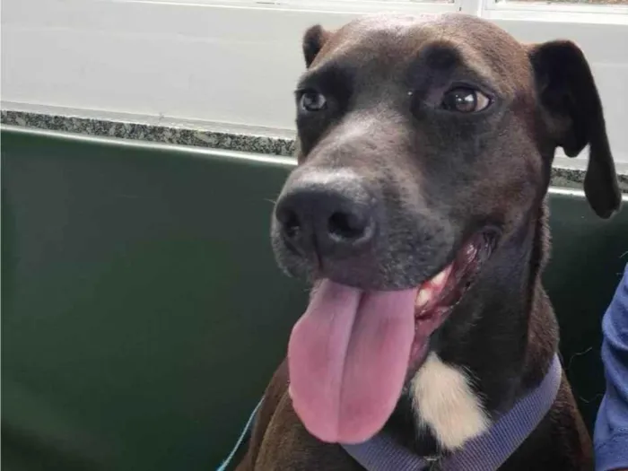 Cachorro ra a SRD-ViraLata idade 2 anos nome Nega Maria Rubinete