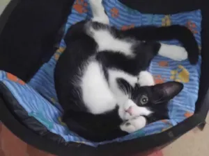 Gato raça SRD-ViraLata idade 2 a 6 meses nome Chiquinho 