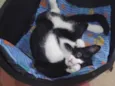Chiquinho