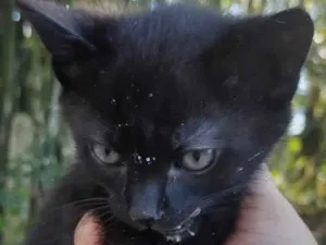 Gato raça SRD-ViraLata idade Abaixo de 2 meses nome Totó, mimi e Dinho