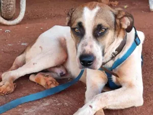 Cachorro raça SRD-ViraLata idade 3 anos nome Perigo costelinha