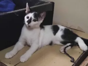 Gato raça SRD-ViraLata idade 2 a 6 meses nome Juquinha 