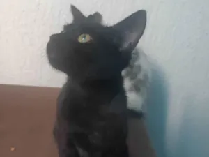 Gato raça SRD-ViraLata idade 7 a 11 meses nome Salem 