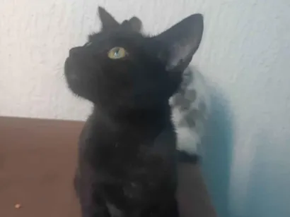 Gato raça SRD-ViraLata idade 7 a 11 meses nome Salem 