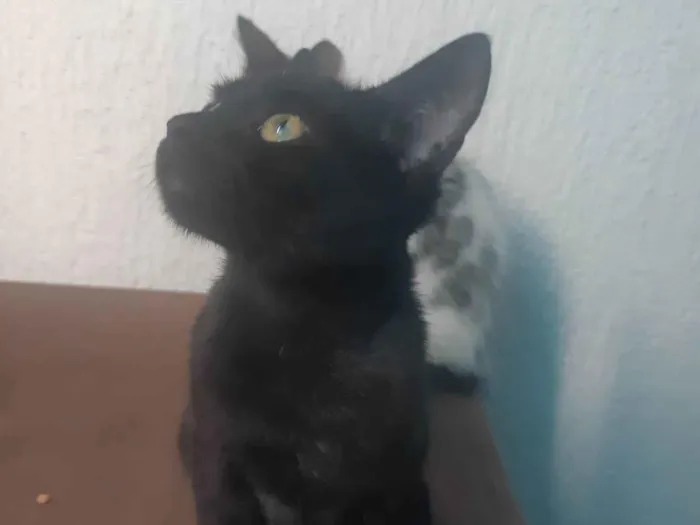 Gato ra a SRD-ViraLata idade 7 a 11 meses nome Salem 