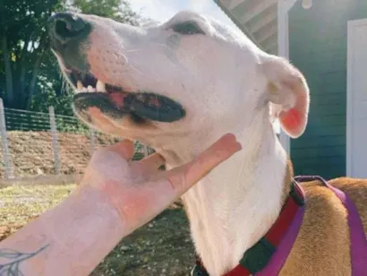 Cachorro raça SRD-ViraLata idade 1 ano nome Guerreiro