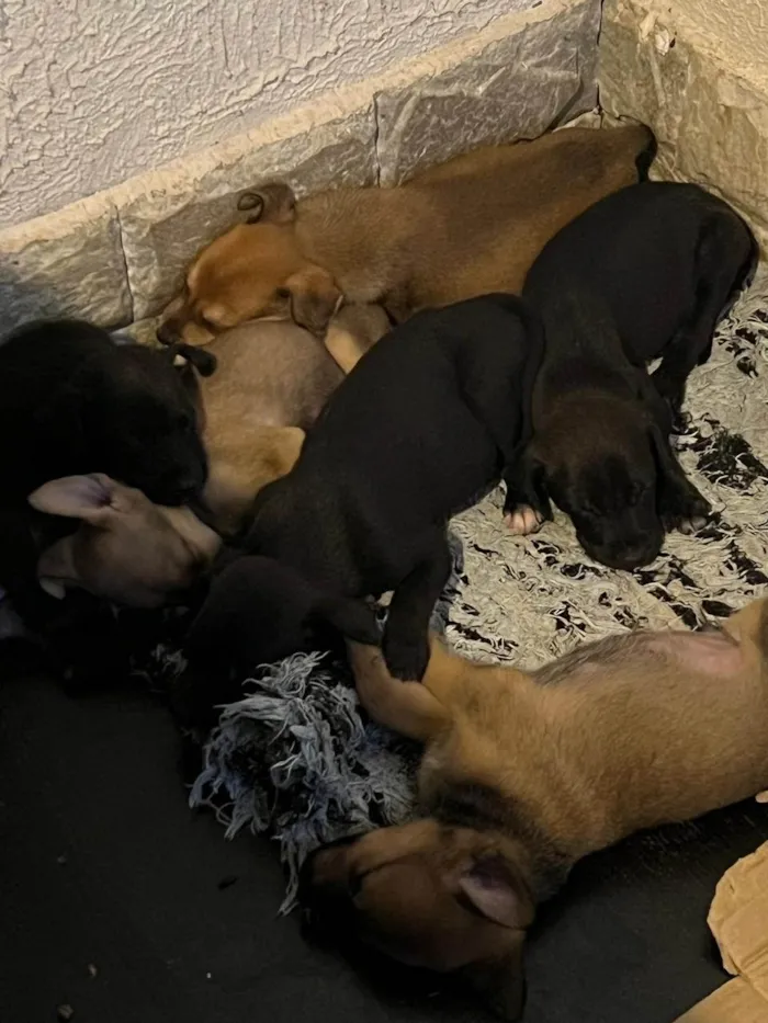 Cachorro ra a SRD-ViraLata idade Abaixo de 2 meses nome SEM NOME AINDA - NASCIDOS EM 6.04.25
