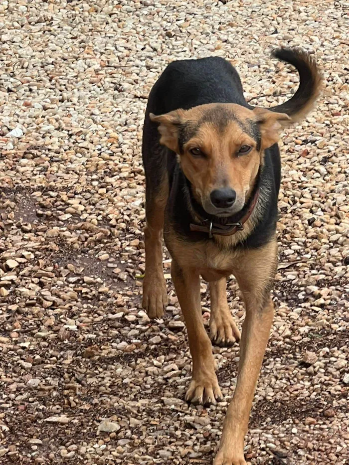 Cachorro ra a SRD-ViraLata idade Abaixo de 2 meses nome SEM NOME AINDA - NASCIDOS EM 6.04.25