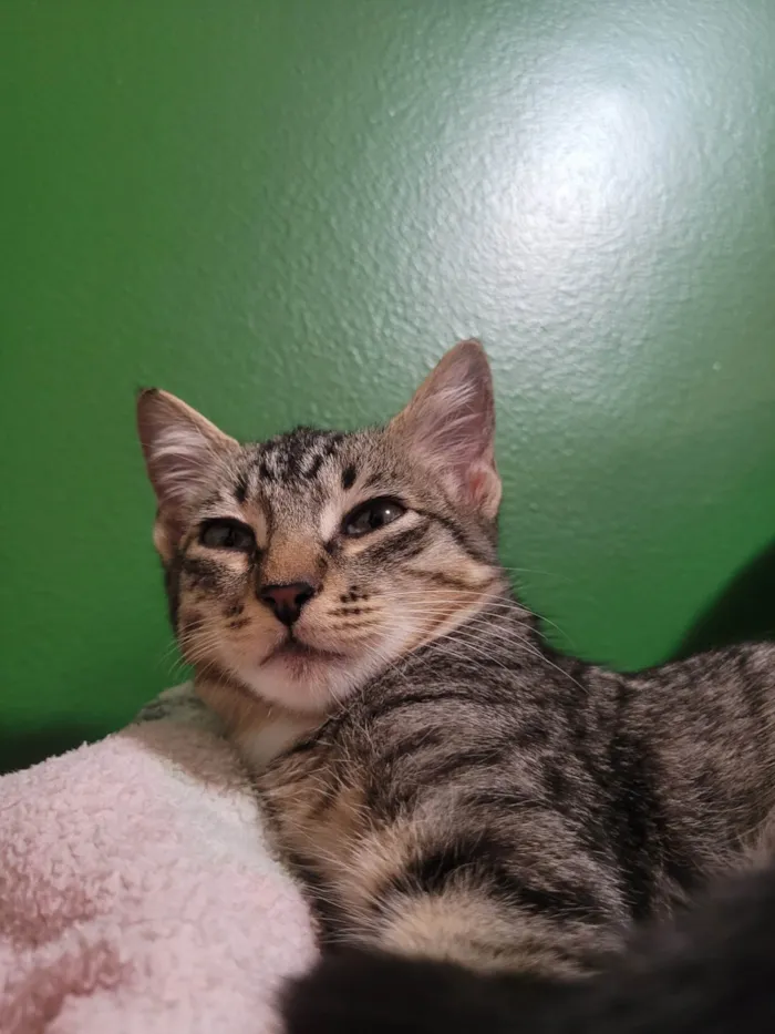 Gato ra a SRD-ViraLata idade 2 a 6 meses nome Lady Gaga