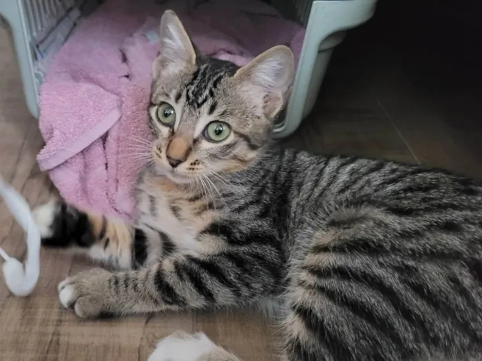 Gato ra a SRD-ViraLata idade 2 a 6 meses nome Lady Gaga