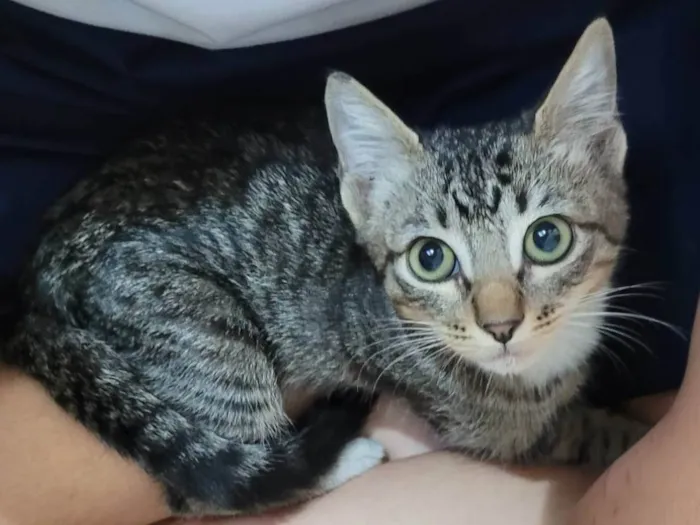 Gato ra a SRD-ViraLata idade 2 a 6 meses nome Lady Gaga