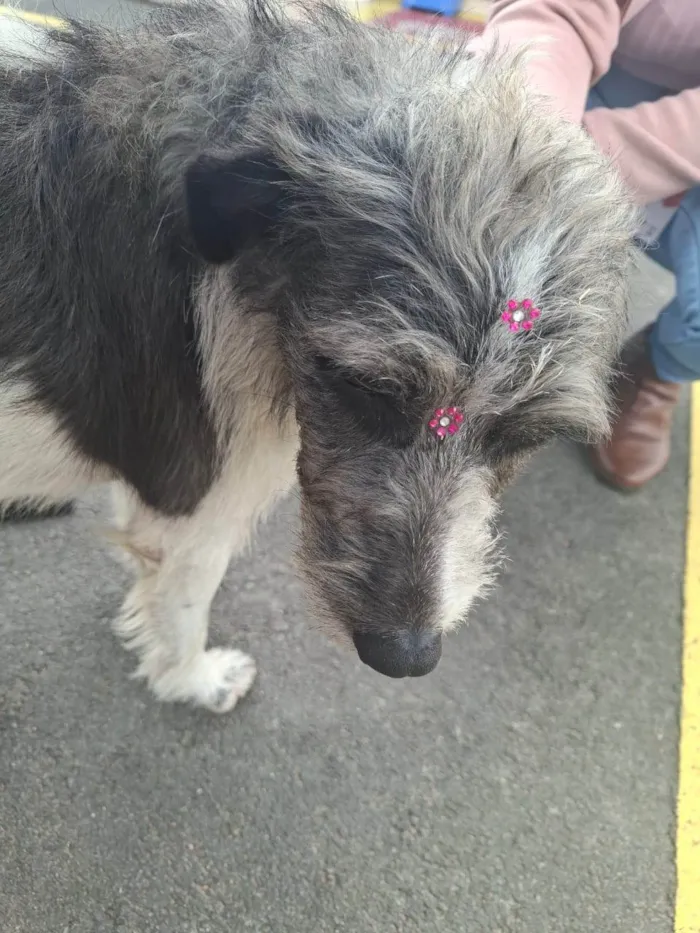Cachorro ra a SRD-ViraLata idade 6 ou mais anos nome FIAPETE
