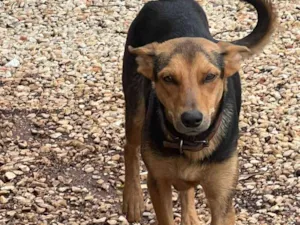 Cachorro raça SRD-ViraLata idade Abaixo de 2 meses nome SEM NOME AINDA - NASCIDOS EM 6.04.25
