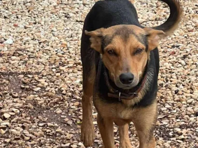 Cachorro raça SRD-ViraLata idade Abaixo de 2 meses nome SEM NOME AINDA - NASCIDOS EM 6.04.25