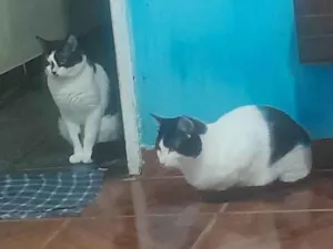 Gato raça SRD-ViraLata idade 6 ou mais anos nome nâo tem nome