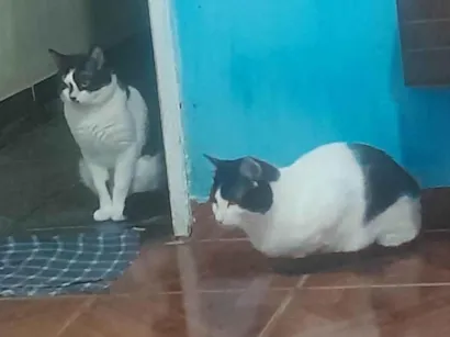 Gato raça SRD-ViraLata idade 6 ou mais anos nome nâo tem nome