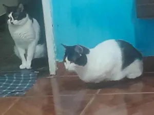 Gato raça SRD-ViraLata idade 6 ou mais anos nome nao tem nome