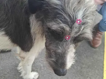 Cachorro raça SRD-ViraLata idade 6 ou mais anos nome FIAPETE