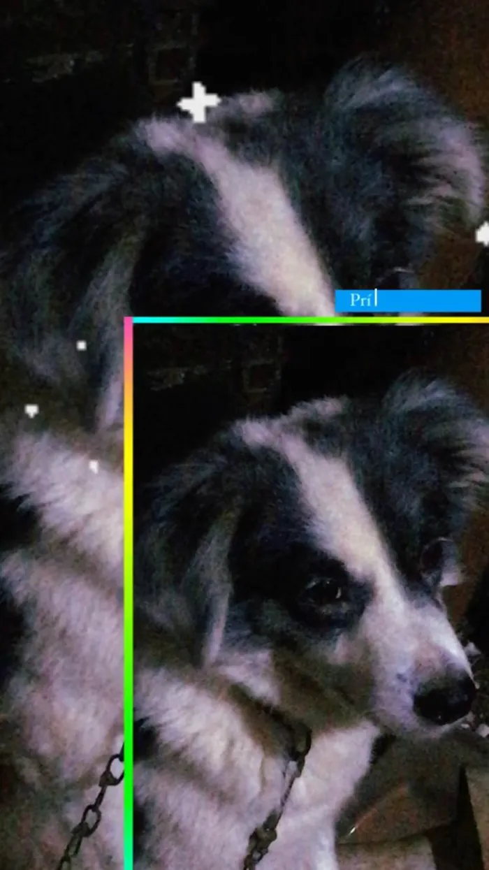 Cachorro ra a SRD-ViraLata idade 6 ou mais anos nome Rex 