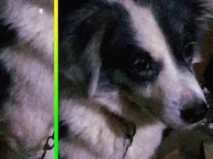 Cachorro raça SRD-ViraLata idade 6 ou mais anos nome Rex 