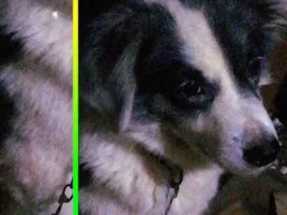 Cachorro raça SRD-ViraLata idade 6 ou mais anos nome Rex 