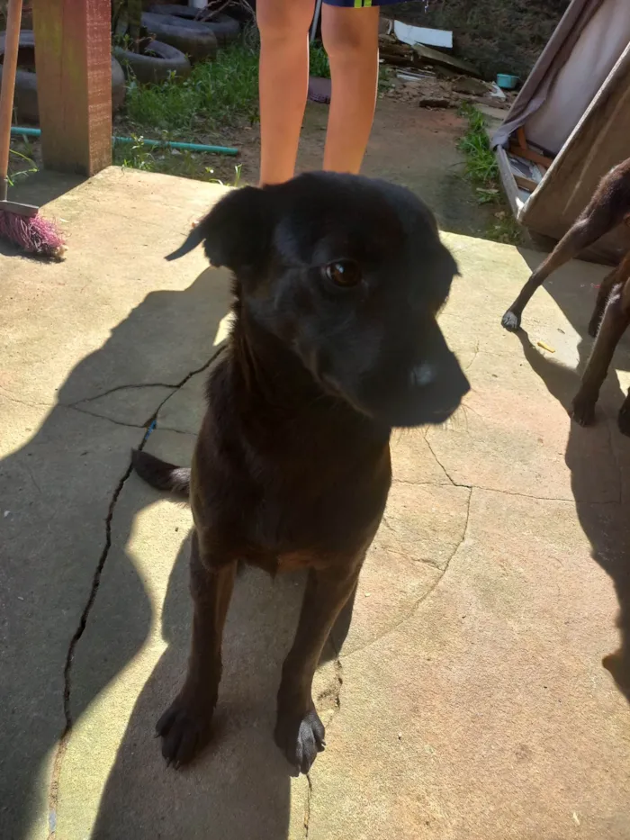 Cachorro ra a SRD-ViraLata idade 2 anos nome Speaky