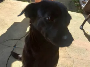 Cachorro raça SRD-ViraLata idade 2 anos nome Speaky
