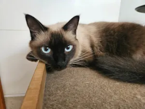 Gato raça Siamês idade 1 ano nome Pin