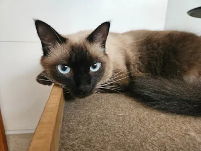 Gato raça Siamês idade 1 ano nome Pin