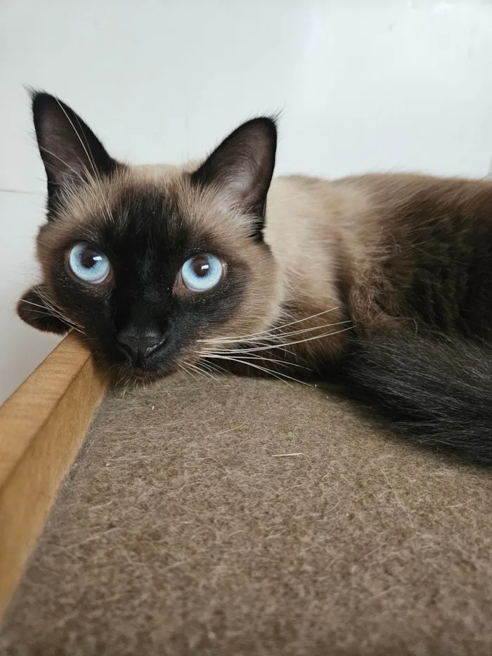 Gato ra a Siamês idade 1 ano nome Pin
