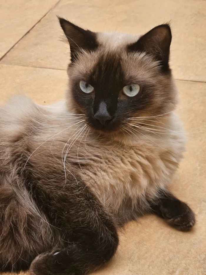 Gato ra a Siamês idade 1 ano nome Pin