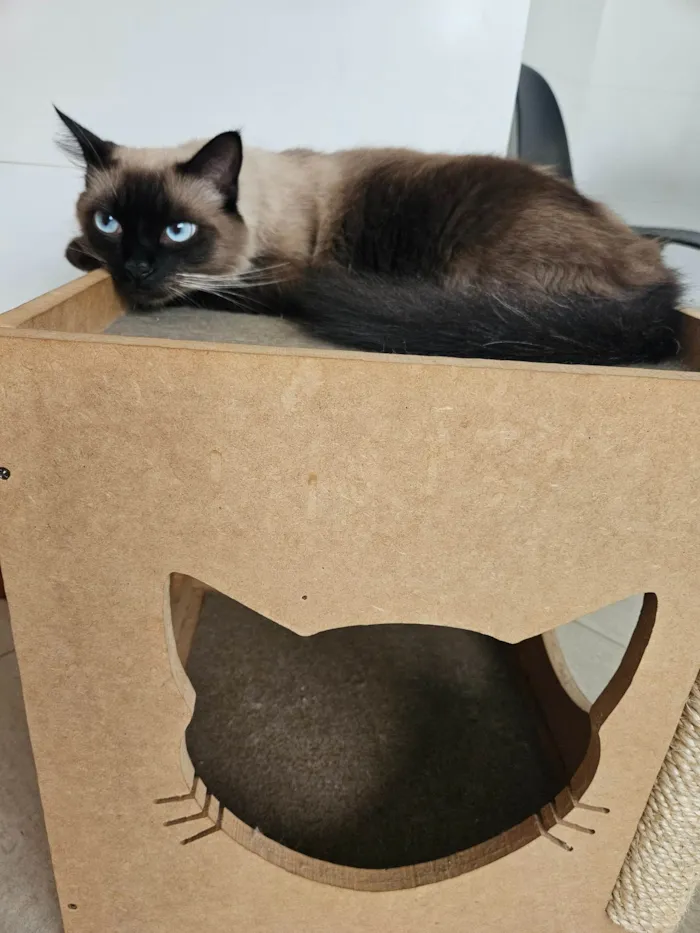 Gato ra a Siamês idade 1 ano nome Pin